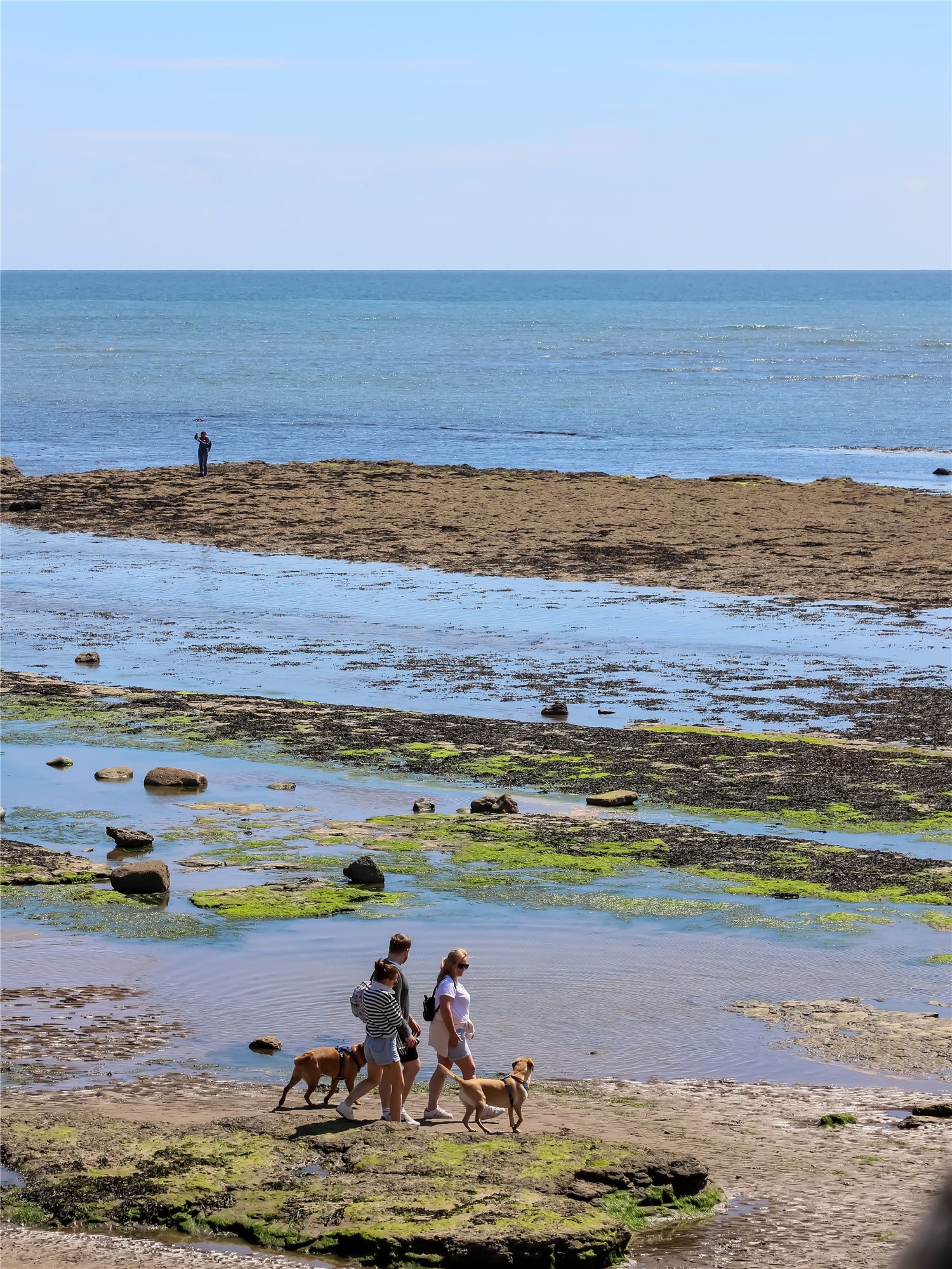 Dog Friendly Robin Hood's Bay Beach