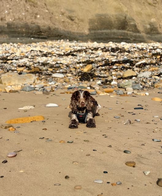 Dog on beach in Robin Hood's Bay