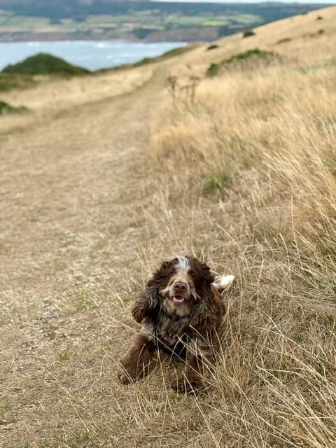 Dog on beach in Robin Hood's Bay