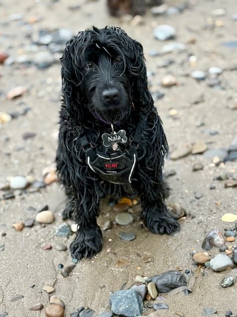 Dog on beach in Robin Hood's Bay