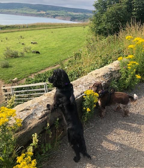 Dog on beach in Robin Hood's Bay