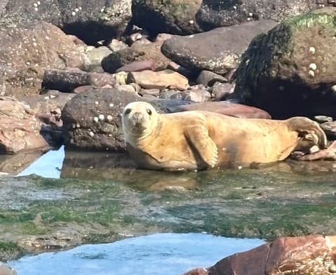 Seals at Ravenscar